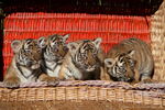 Tierpark-Berlin 2011
